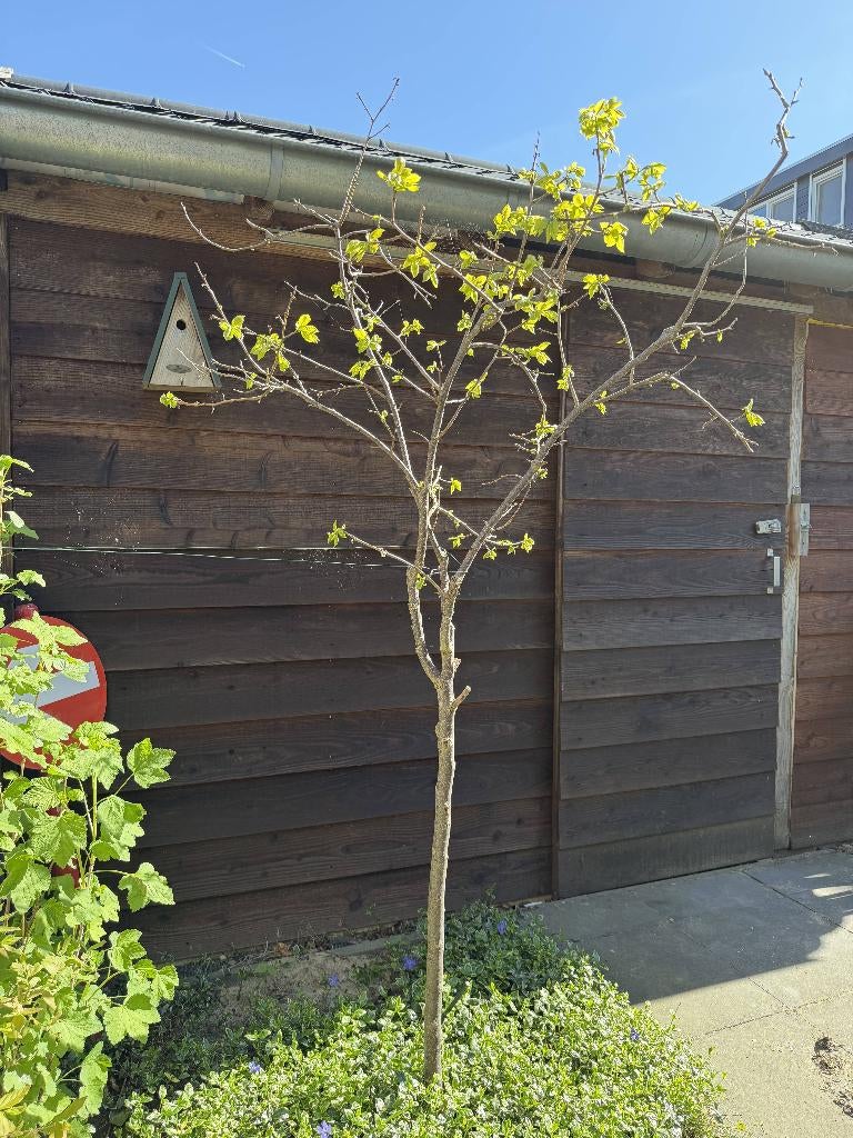 Kaki boom - 2.20m, Tuin en Terras, Planten | Bomen, Overige soorten, 100 tot 250 cm, Zomer, Ophalen