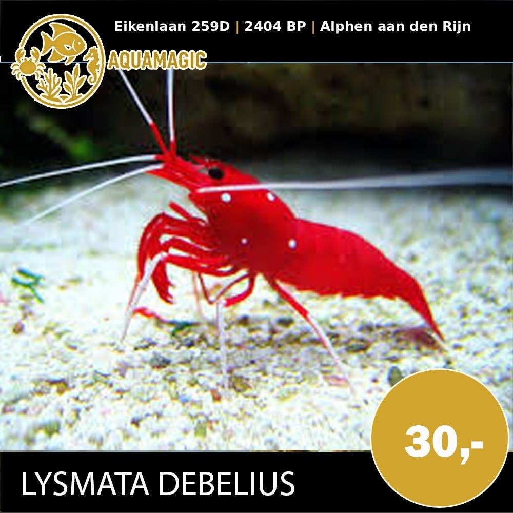 Lysmata Debelius, Kreeft, Krab of Garnaal, Zoutwatervis, Schoolvis