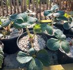 Framboos aardbei biologisch, Ophalen, Vaste plant, Fruitplanten, Volle zon