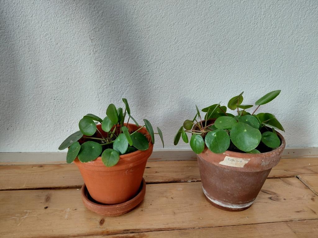 Pannenkoekenplanten, pannenkoekenplant Pilea peperomioides, Ophalen, Overige soorten, Volle zon