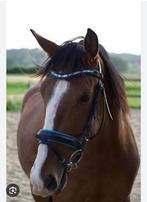 Te koop spaanse merrie 8 jaar, Merrie, 160 tot 165 cm, Dressuurpaard, Ingeënt