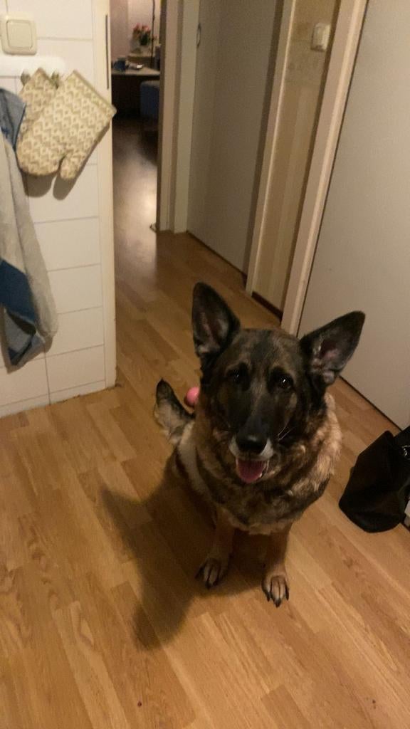 Duitseherder 7 jaar oud, Dieren en Toebehoren, Honden | Herdershonden en Veedrijvers, 6 jaar of ouder, Teef, Eén hond, Herder