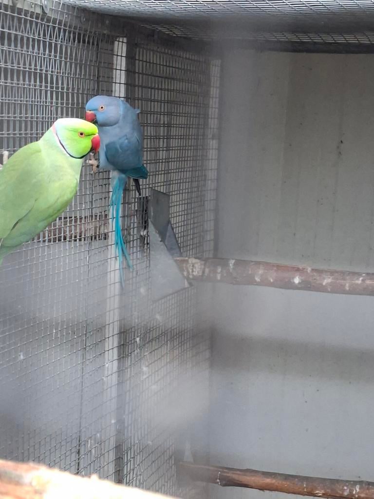 Koppel halsbandparkieten, Meerdere dieren, Parkiet, Tam