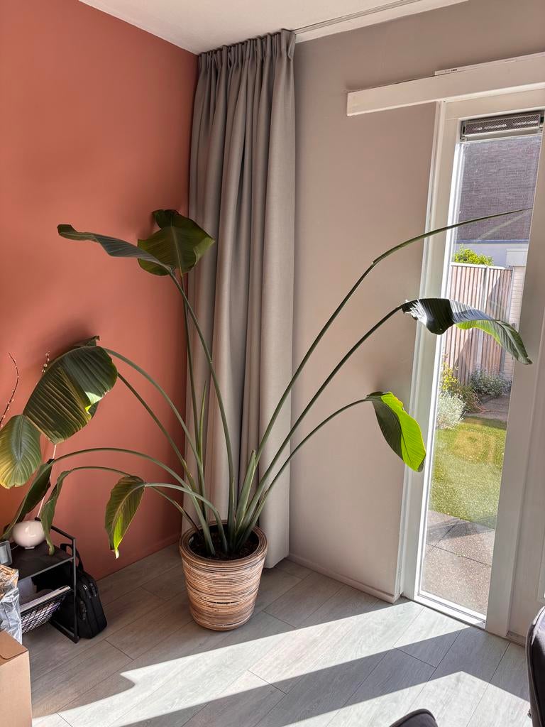 Grote Strelitzia Nicolai ZONDER pot, Huis en Inrichting, Kamerplanten, Ophalen, Overige soorten, Halfschaduw, In pot