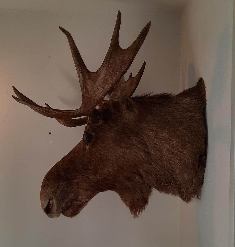 Elandhoofd taxidermie., Verzamelen, Ophalen, Hert, Gewei of Kop