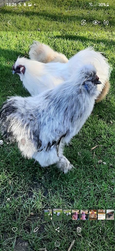 Zijdehoen haan, Dieren en Toebehoren, Mannelijk, Kip