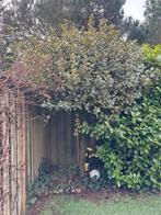 Hulst boom - Ilex aquifolium, Tuin en Terras, Vaste plant, Bloeit niet, Halfschaduw, Ophalen