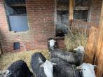 vijf jaarling herdwick ooien, Vrouwelijk, Schaap, 0 tot 2 jaar