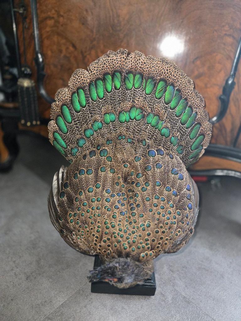 Opgezette maleisische pauwfazant taxidermie, Ophalen of Verzenden, Nieuw, Vogel, Opgezet dier