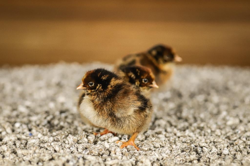 Barnevelder groot kippenkuikens | Gesekst en Ingeënt, Dieren en Toebehoren, Pluimvee, Kip, Vrouwelijk