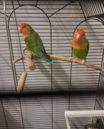 Agapornisjes 2, Meerdere dieren, Parkiet