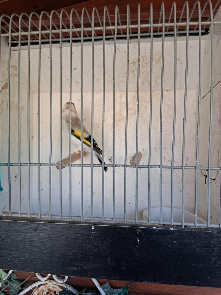 Te koop witkop majoor putter van 2025 mooie forse vogel, Mannelijk, Wildzangvogel