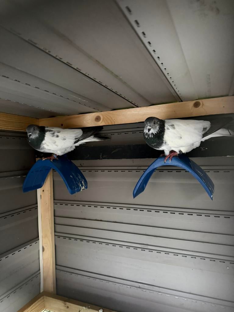 Oproep !!Gezocht boedapester budapester duivin hoogvliegers, Dieren en Toebehoren, Vogels | Parkieten en Papegaaien, Vrouwelijk