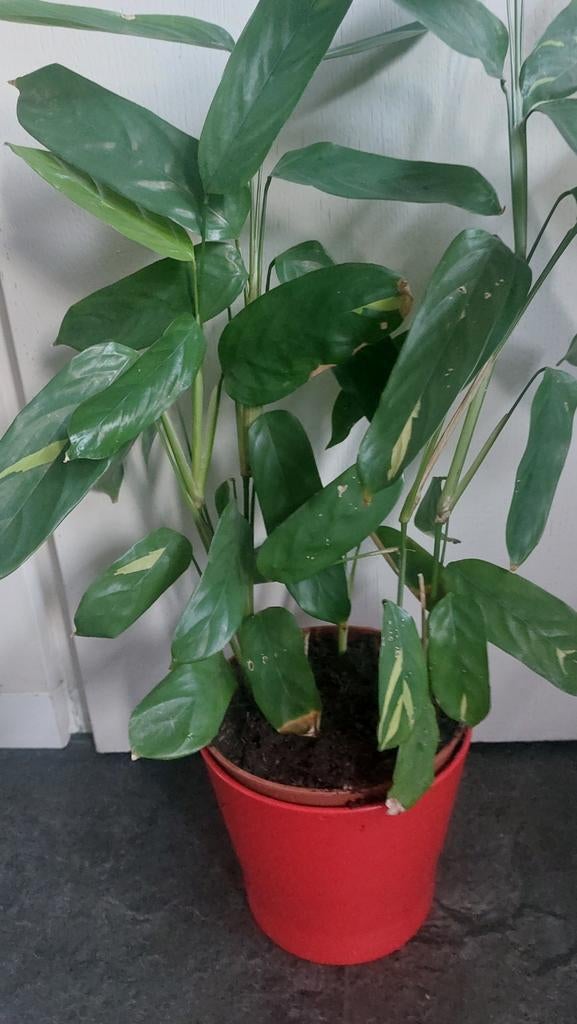 Aglaonema golden mosaic, Ophalen of Verzenden, Halfschaduw, Minder dan 100 cm