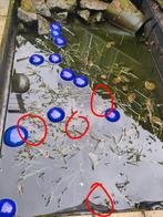 Gratis goudvissen/ vijvervissen, Goudvis(sen)