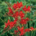 Monbretia crocosmia, Ophalen of Verzenden, Gehele jaar, Volle zon, Bloembol