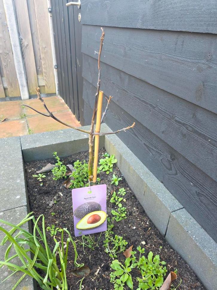 Diverse fruitbomen: Vijgenboom en Avocadoboom, Tuin en Terras, Planten | Fruitbomen, Vijgenboom, 100 tot 250 cm, Volle zon, Lente