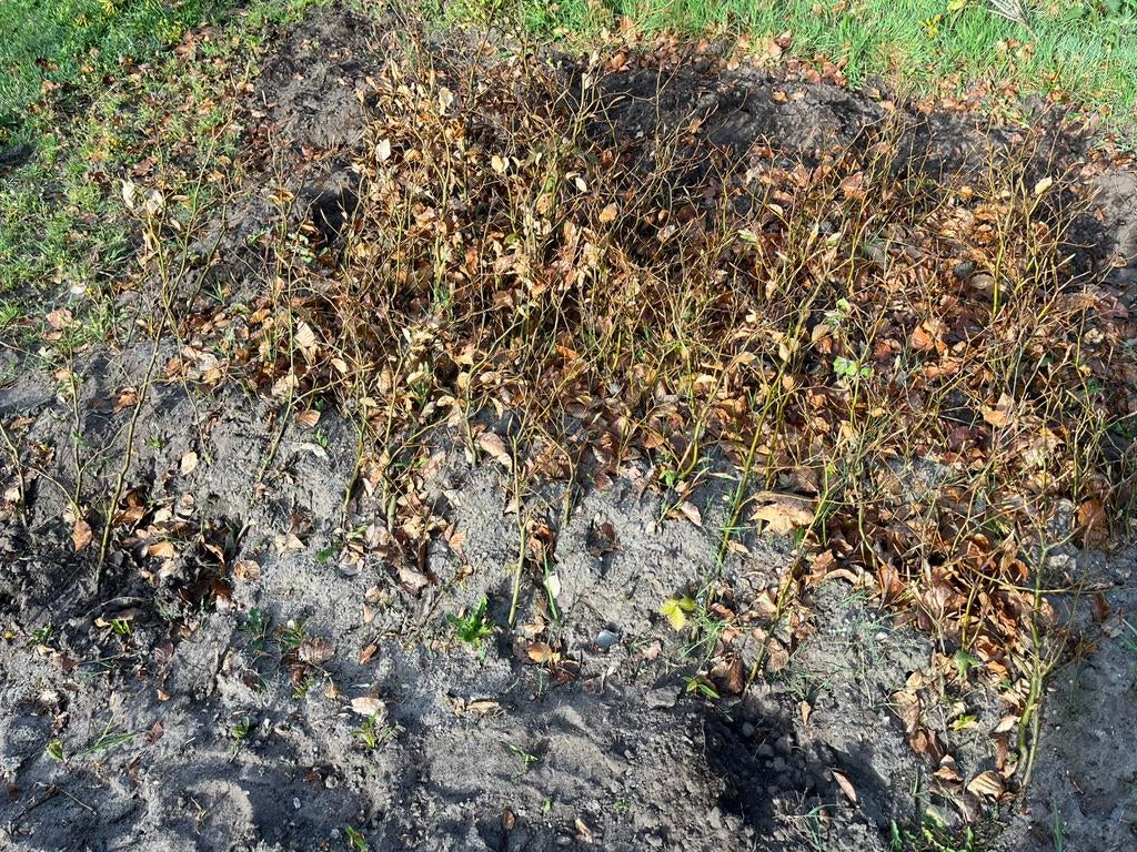 Fagus sylvatica wortelgoed 50-80cm, Tuin en Terras, Ophalen of Verzenden, Volle zon