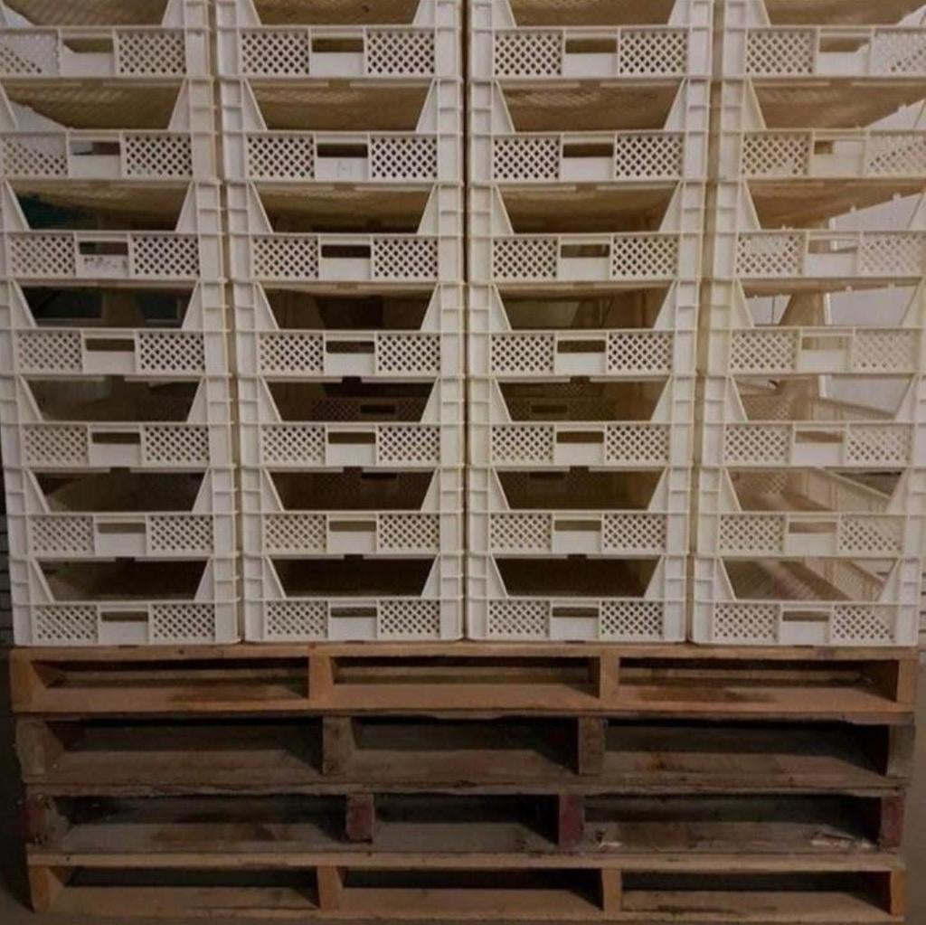 307 kunstof voorkiem kisten / plastic kratten, Ophalen of Verzenden