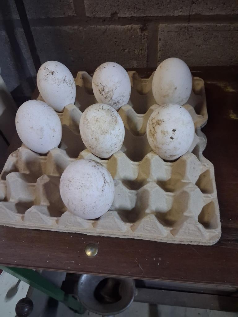 Ganzeneieren, Ophalen of Verzenden, Overige typen