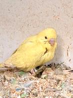 Gele Baby grasparkiet .... met kroon op zn koppie, Dieren en Toebehoren, Vogels | Parkieten en Papegaaien, Geslacht onbekend, Parkiet