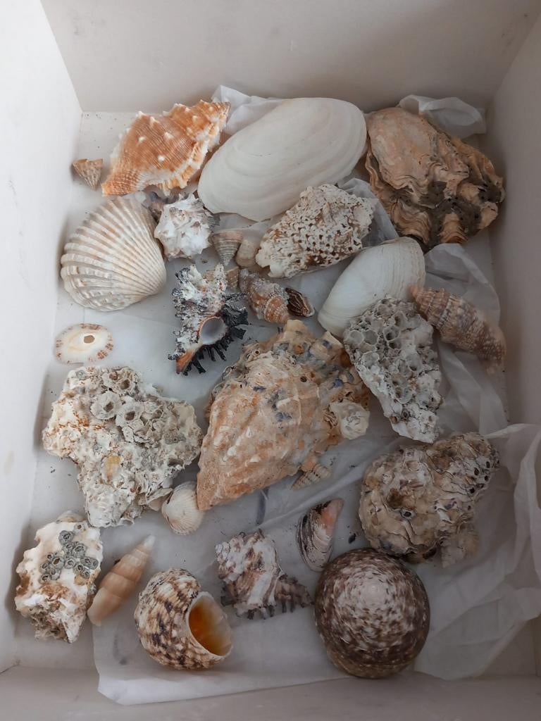 BIEDEN Doos met schelpen, Ophalen, Zo goed als nieuw