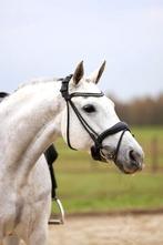 Mooie merrie voor buitenritten en recreatief rijden, Dieren en Toebehoren, Paarden, Merrie, Met stamboom, M, 170 tot 175 cm