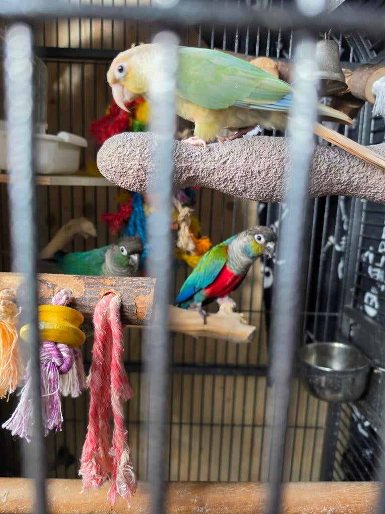 3 pyrrhura  eventueel met kooi, Dieren en Toebehoren, Vogels | Parkieten en Papegaaien, Parkiet, Tam