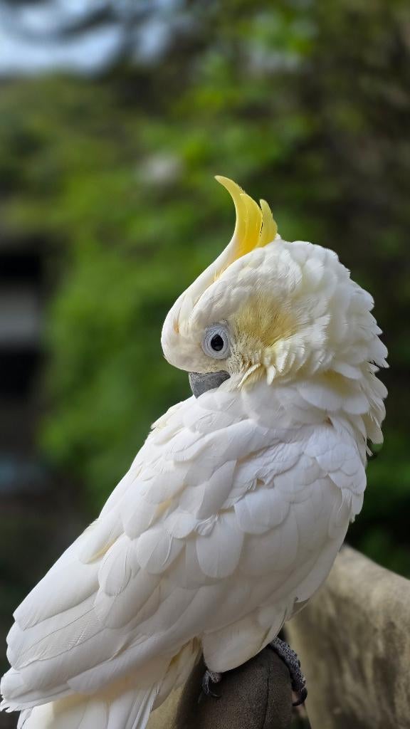 Kaketoe, Dieren en Toebehoren, Vogels | Parkieten en Papegaaien, Mannelijk, Papegaai, Pratend
