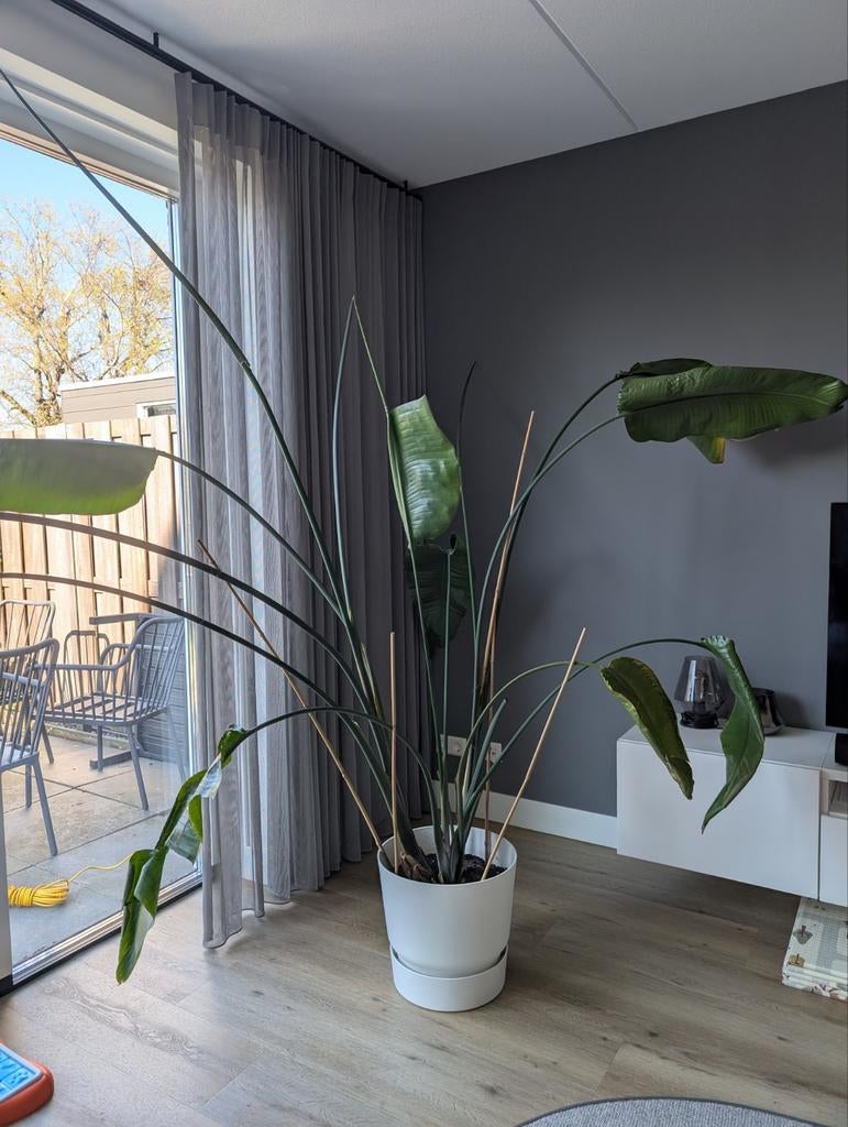 Grote Strelitzia Nicolai, Ophalen, Overige soorten, Halfschaduw, In pot