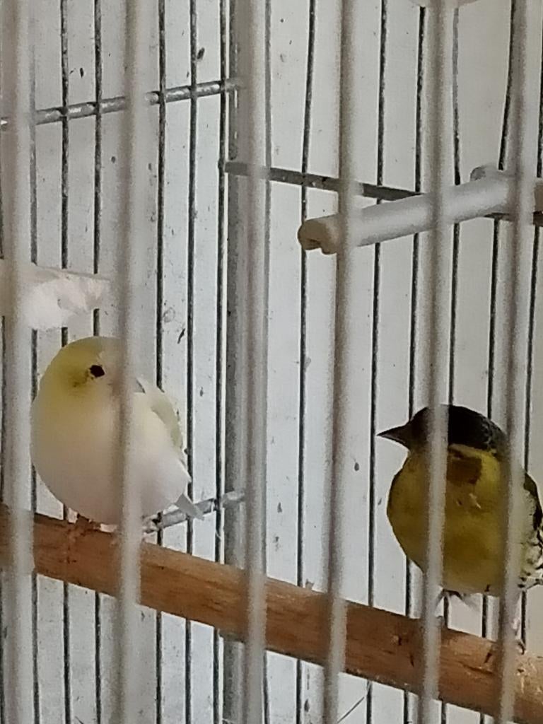 Koppel Europese Sijs aparte kleur, Dieren en Toebehoren, Vogels | Overige Vogels, Meerdere dieren, Wildzangvogel