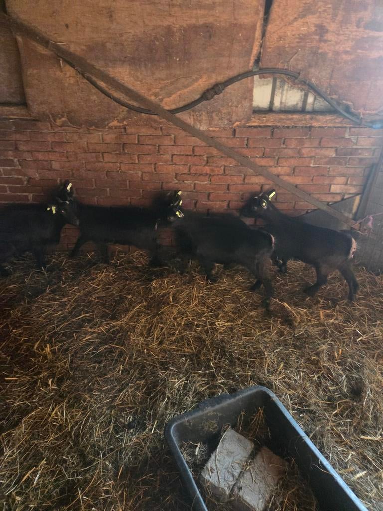 Te koop jonge dwerggeiten, Dieren en Toebehoren, Geit