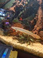 Senegal bichir XL, Vis