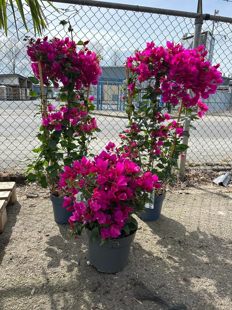 Bougainvillea planten. Koningsdag geopend, Tuin en Terras, Ophalen of Verzenden, Overige soorten, Volle zon