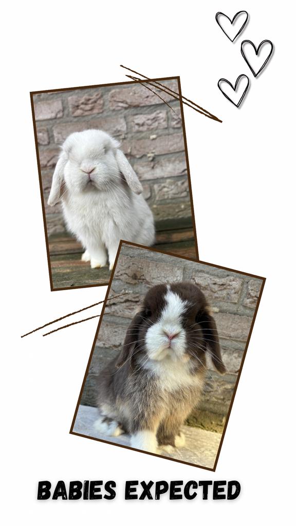 Minilop baby konijntjes, Dieren en Toebehoren, Konijnen, Meerdere dieren, Dwerg