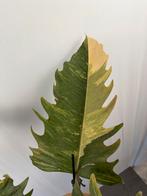 Philodendron Caramel Marble - Mooie grote plant!, Huis en Inrichting, Kamerplanten, Overige soorten, In pot, Minder dan 100 cm