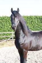 Grote 3 jarige Friese hengst, Dieren en Toebehoren, Paarden, Hengst, Dressuurpaard, 3 tot 6 jaar