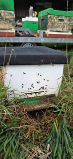 Bijenvolk inclusief kast, Bijen