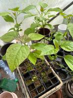 Jonge boompjes: Zwarte walnoot, Catalpa, Es, Tamme kastanje, Tuin en Terras, Minder dan 100 cm, Volle zon, In pot, Overige soorten