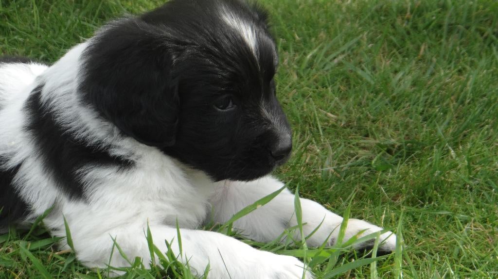 Friese stabij pupjes met FCI stamboom, Parvo, België, Fokker | Hobbymatig, 8 tot 15 weken