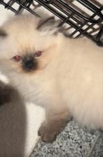 ragdoll kitten, Dieren en Toebehoren, Katten en Kittens | Overige Katten