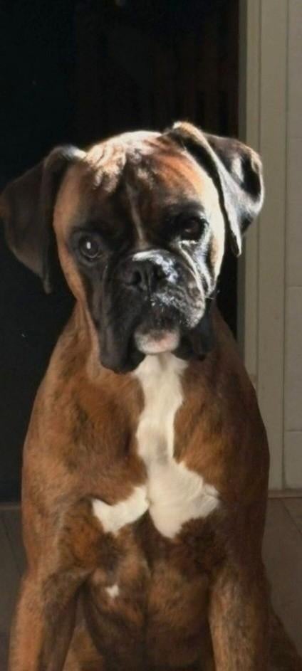 Mooie Boxerreu zoekt nieuw gouden mandje ., Dieren en Toebehoren, 1 tot 2 jaar, Parvo, Eén hond, Nederland