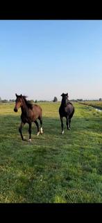 Opfok voor merrie jaarling aangeboden, Dieren en Toebehoren, Stalling en Weidegang, Opfok, 1 paard of pony