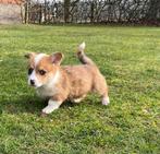 Te koop mooie Cardigan Welsh Corgi pup pups, Dieren en Toebehoren, Parvo, Nederland, 8 tot 15 weken, Meerdere