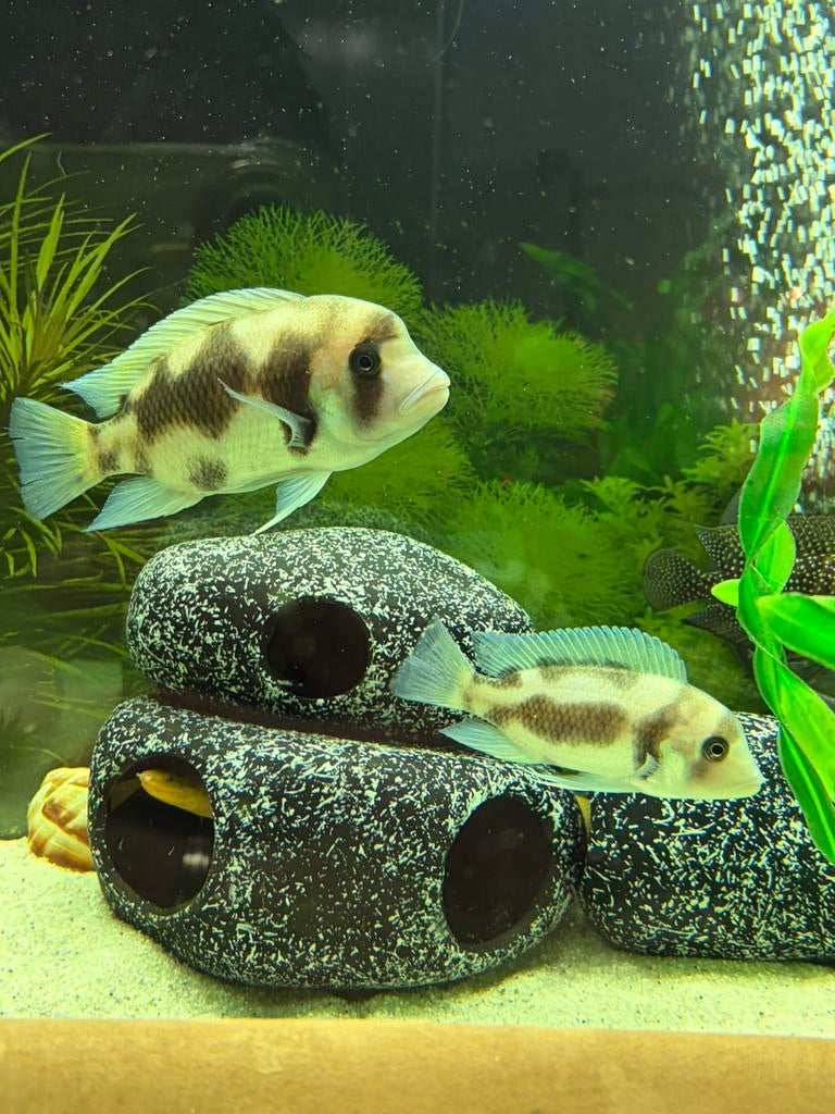 Koppel Frontosa Black Widow, Dieren en Toebehoren, Vissen | Aquariumvissen, Vis