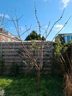 Kersenboom, Ophalen, Volle zon, Overige soorten