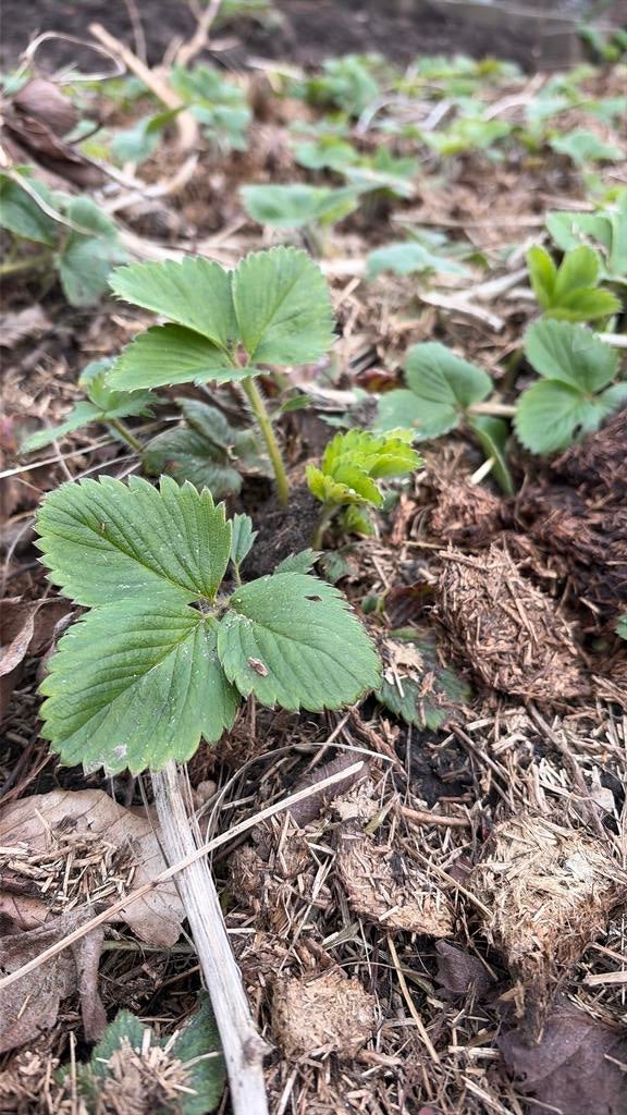 Aardbei plantjes, Ophalen of Verzenden, Eenjarig, Groenteplanten, Volle zon