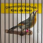 Japanse nachtegaal pop, Vrouwelijk, Geringd