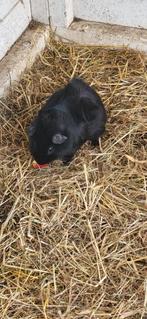 CAVIA BEERTJE, Dieren en Toebehoren, Juni, Mannelijk, Cavia