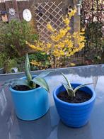 Agaves.   Leuk duo op de tuintafel, Ophalen of Verzenden, Overige soorten, Volle zon